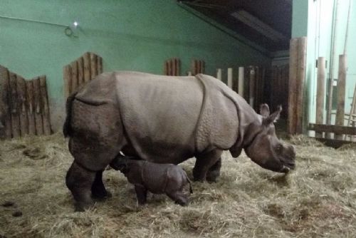 obrázek:Plzeňská zoo slaví narození vzácného nosorožce