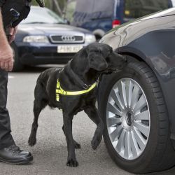 Policejní pes Fuzzy zadržel nočního lupiče u pumpy