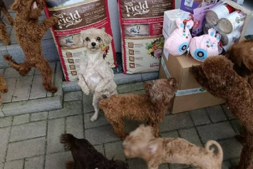 obrázek:Psi z otřesné množírny našli péči i na Tachovsku. V útulku čekají na nový začátek