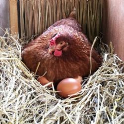 Plzeňsko jako vajíčková jednička republiky? Kraj vede s 320 vejci na nosnici