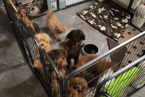 obrázek:Veterináři odebrali z nevhodného chovu 153 psů. Případ už řeší i policie
