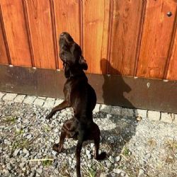 Vyhublí stafordové utekli a spustili lavinu vyšetřování, manželé čelí soudu za týrání