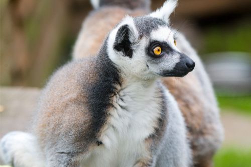 obrázek:Zoo Plasy pořádá veřejnou sbírku na tepelné čerpadlo pro exotické expozice