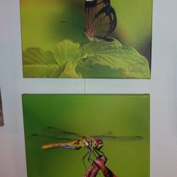 Fotografové Vladimír Petráček a Ivan Tomášek vystavují v Plané