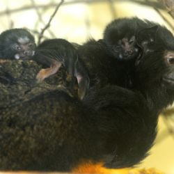 První přírůstek plzeňské ZOO roku 2015 - dvojčata tamarína žlutorukého