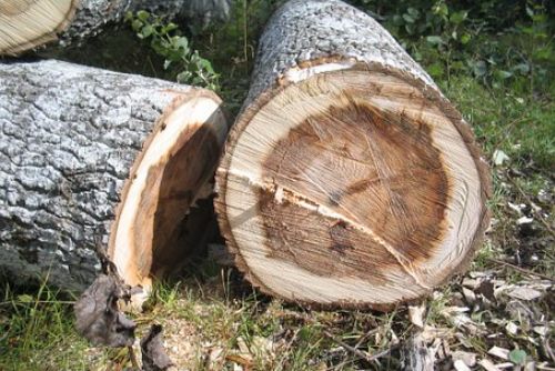 Foto: V Losiné majiteli někdo pokácel šest vzrostlých stromů