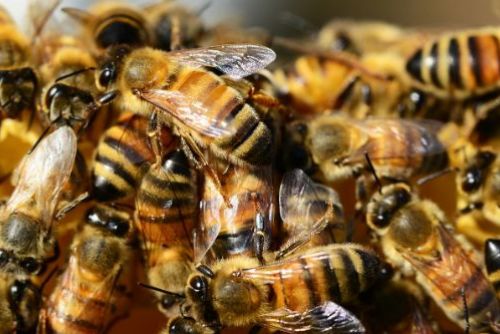 Foto: Včelaři a ochránci přírody dostanou krajské dotace