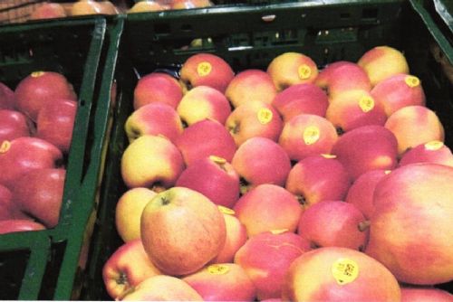 Foto: Sadařům ve Vranově zbývají loňská jablka