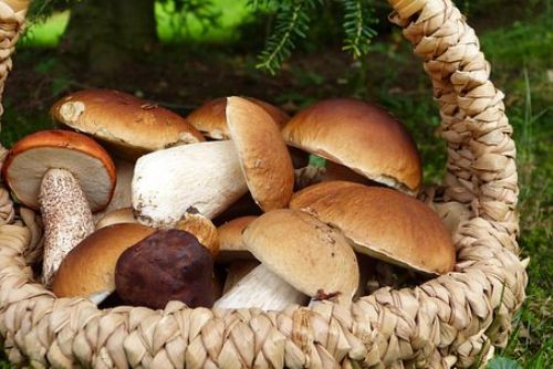Foto: V Plzeňském kraji začínají růst houby