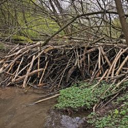 Chválenice testují revoluční úpravu bobří hráze