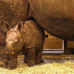 Malý nosorožec v Plzni dostal jméno Apu