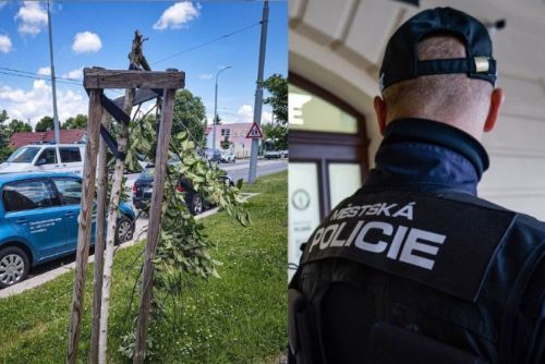 obrázek:Muž v Doubravce ráno ničil stromy, skončil na záchytce