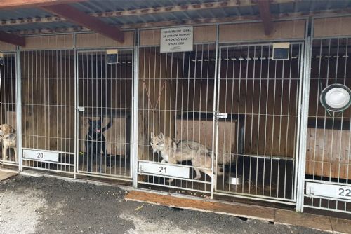 obrázek:Pes napadl 11letou dívku. Policie obvinila obec, útulek i skautskou vedoucí