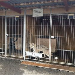 Pes napadl 11letou dívku. Policie obvinila obec, útulek i skautskou vedoucí