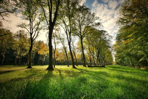 Foto: Plzeň revitalizuje lochotínský park - nové záhony a tůňka 