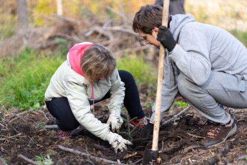 obrázek:Plzeň vysadí  mezi Zbůchem a Bušovicemi 140 tisíc stromků