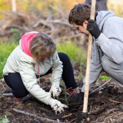 Plzeň vysadí  mezi Zbůchem a Bušovicemi 140 tisíc stromků