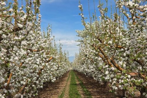 obrázek:Plzeňský kraj čekají mrazivá rána. V údolích může být až minus šest