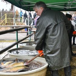 Prodej ryb zahájen - kapr a další ryby za loňské ceny