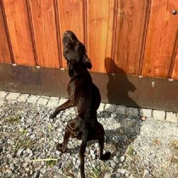 Psi vyhublí na kost, manželé obžalováni z týrání stafordšírských bulteriérů