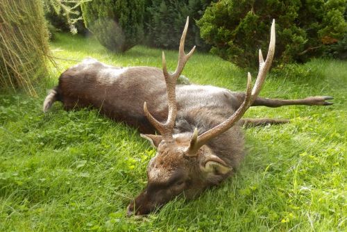 obrázek:Tachovský myslivec ulovil jelena na černo, uhradil škodu a přišel o zbroják