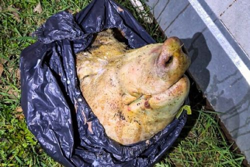 obrázek:U obchodního centra na Slovanech se válela useknutá prasečí hlava