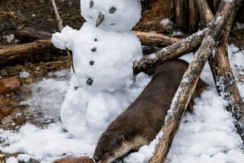 obrázek:Vydra vs. sněhulák? Plzeňská ZOO zveřejnila video, které se stalo hitem, mrkněte se