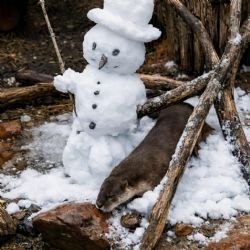 Vydra vs. sněhulák? Plzeňská ZOO zveřejnila video, které se stalo hitem, mrkněte se