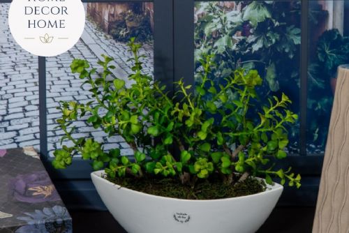 Foto: Zelené rostliny z e-shopu Home Decor Home: Dokonalá kombinace krásy a pozitivní nálady ve vašem domově