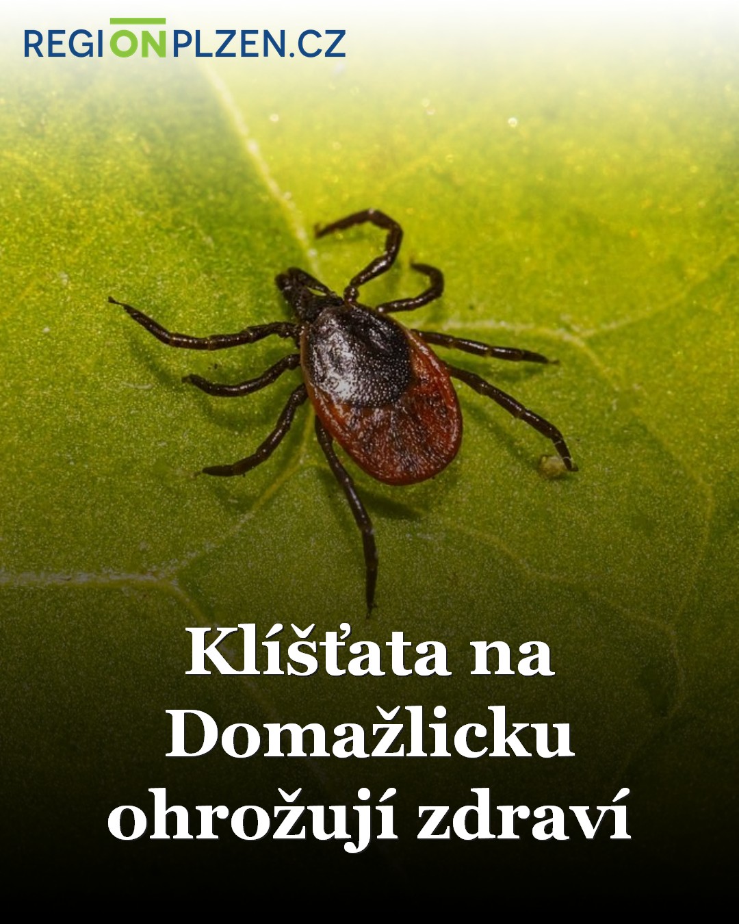 Klíšťata na Domažlicku ohrožují zdraví / Zprávy - Plzeňský kraj ...
