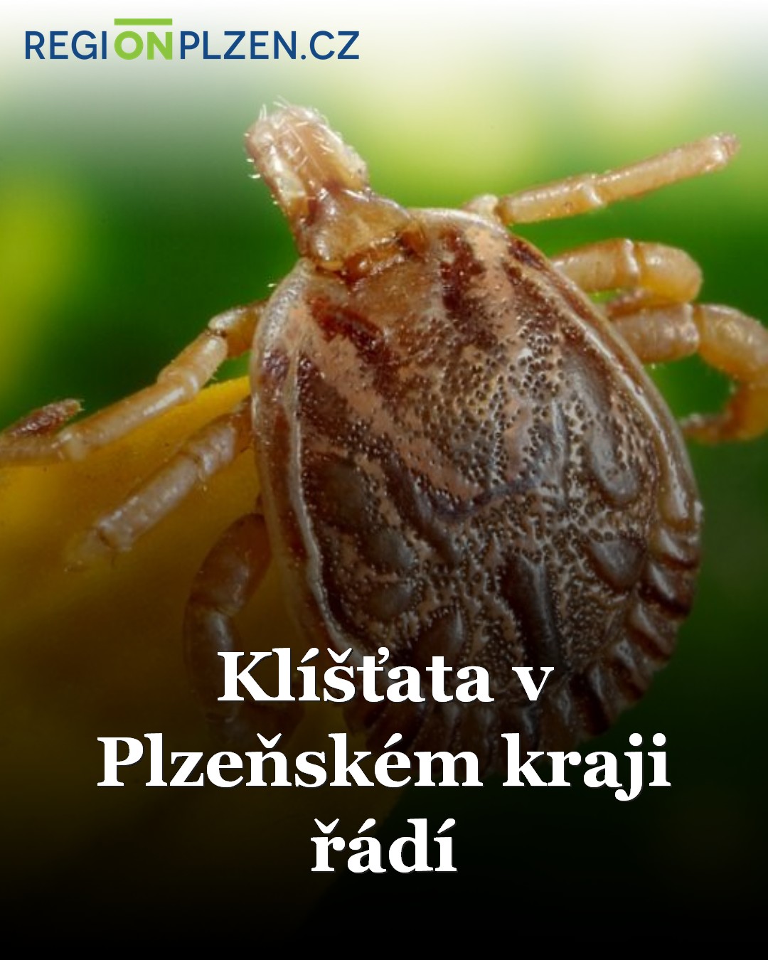 Klíšťata v Plzeňském kraji řádí / Zprávy - Plzeňský kraj | REGIONPLZEN.CZ