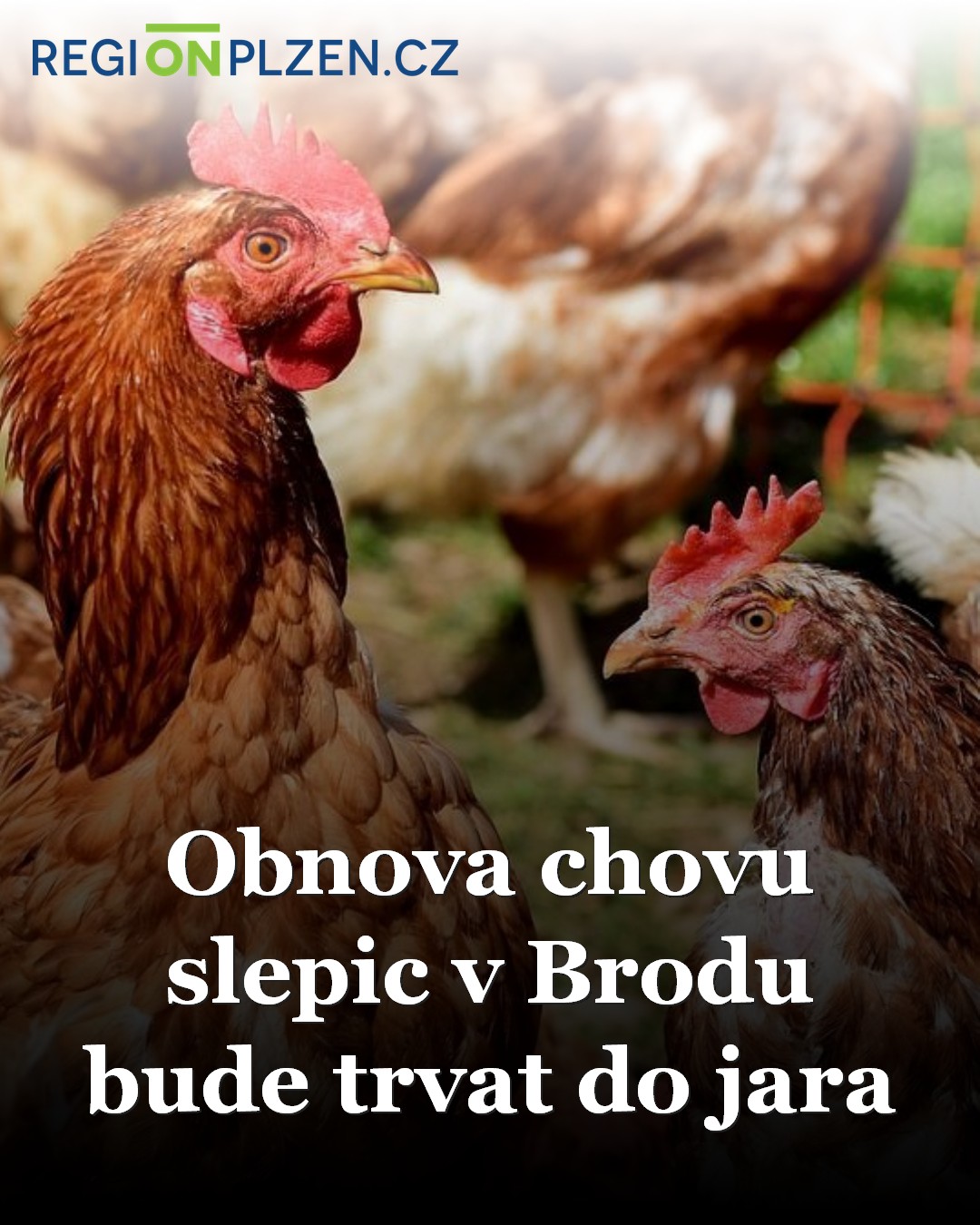 Obnova chovu slepic v Brodu bude trvat do jara / Zprávy - Plzeňský kraj ...