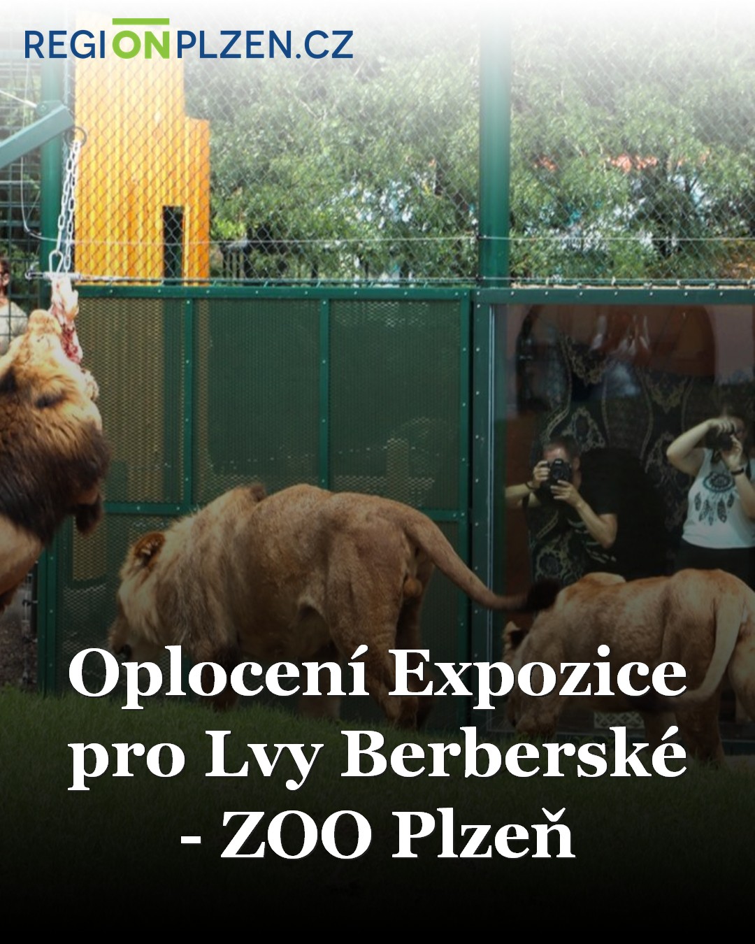 Oplocení Expozice pro Lvy Berberské - ZOO Plzeň / BLOG - Plzeňský kraj ...